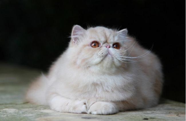 真正加菲猫十分可爱,真实的加菲猫