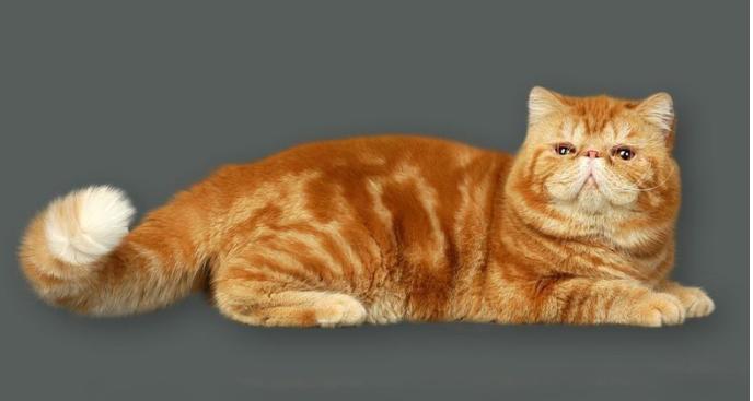 真正加菲猫十分可爱,真实的加菲猫