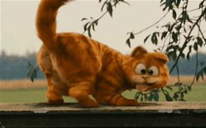 真正加菲猫十分可爱,真实的加菲猫