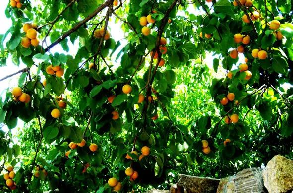 雪儿：细雨冥蒙风静柔，山青水绕巷深幽