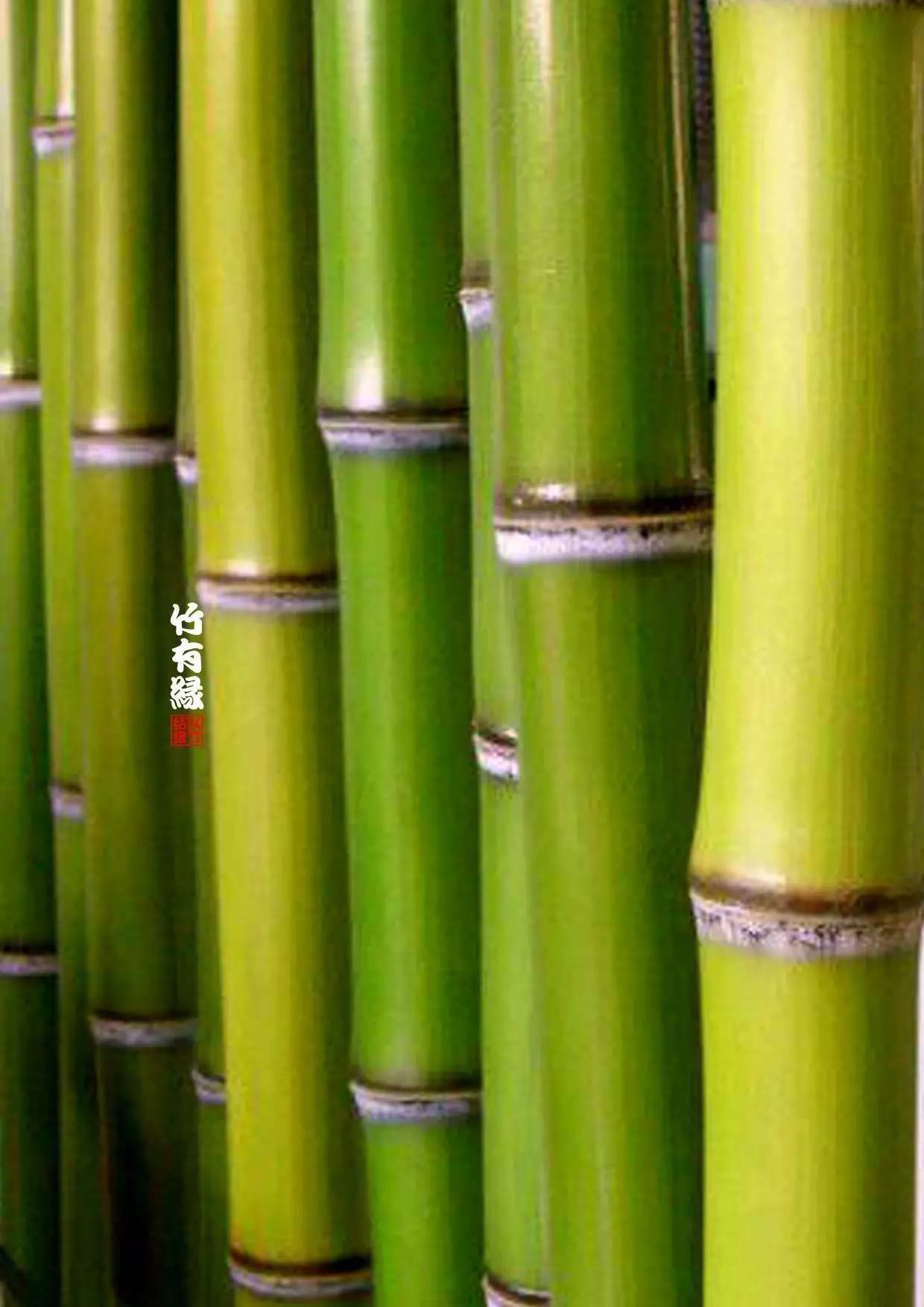 竹子染色水,竹子怎么无药染色