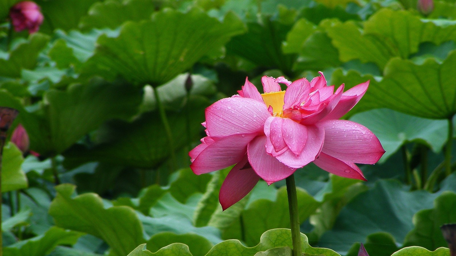荷花和睡莲的区别在哪里,睡莲与荷花区别在什么地方