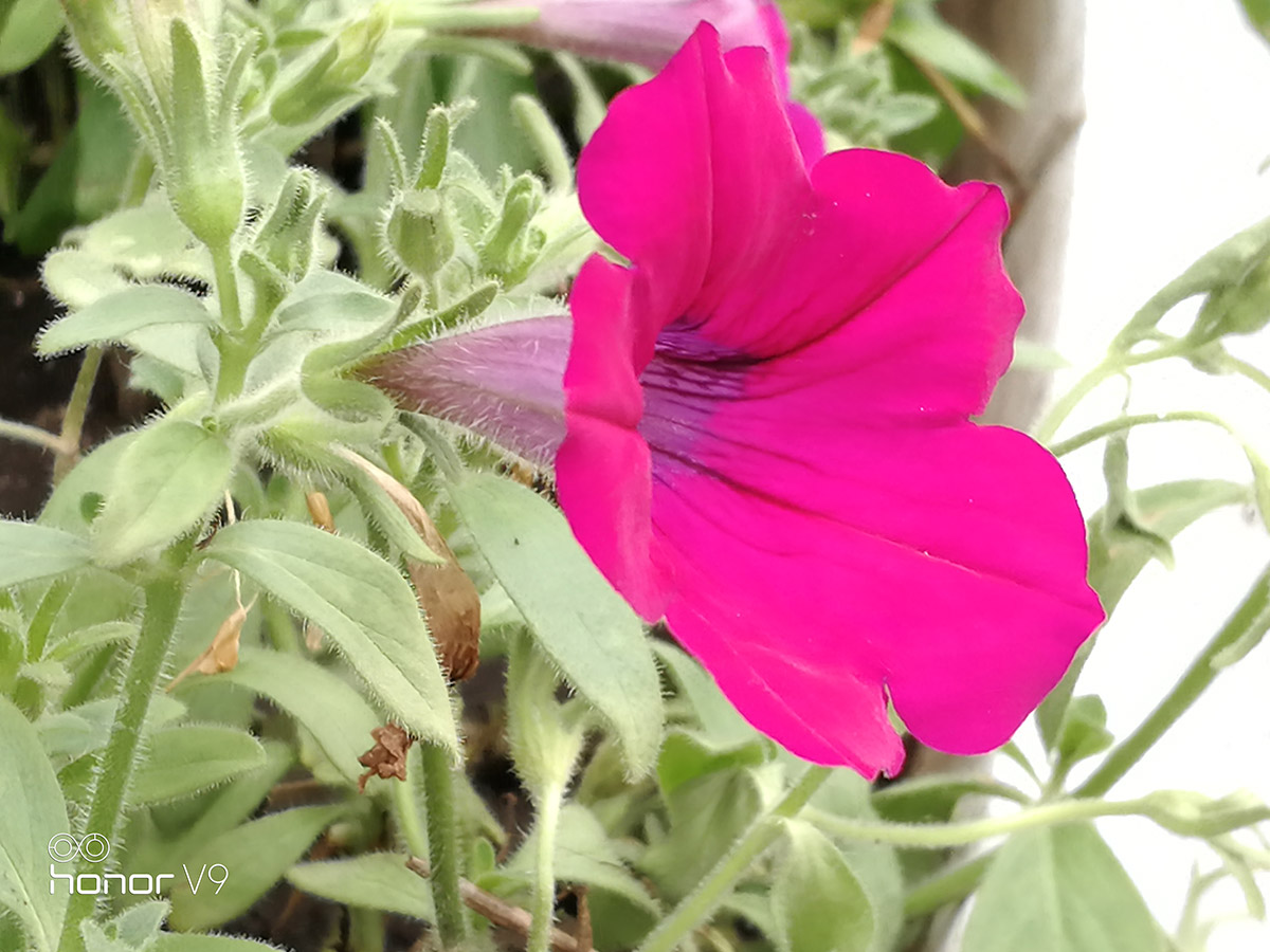 荣耀9或v9值得购买吗,荣耀v9荣耀9哪个好