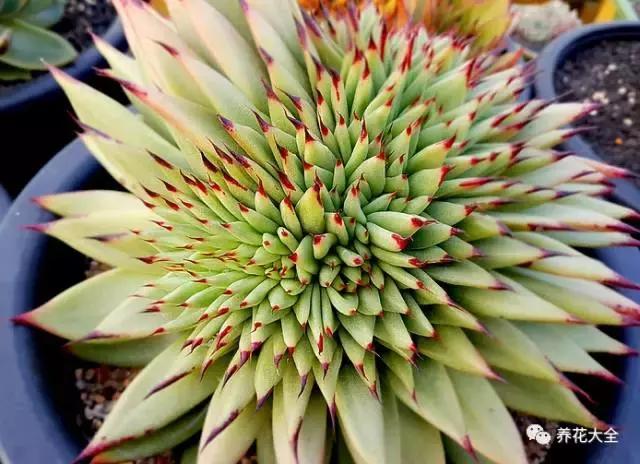 10多万一盆的多肉有吗 (他凭一个浇水口诀养了2000盆多肉)