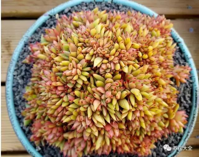 10多万一盆的多肉有吗 (他凭一个浇水口诀养了2000盆多肉)