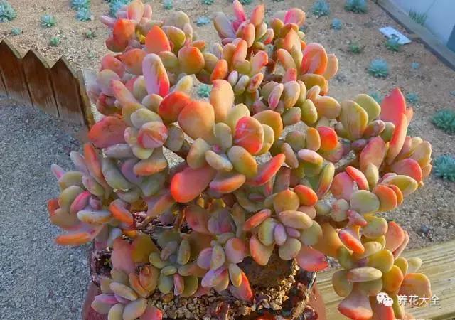 10多万一盆的多肉有吗 (他凭一个浇水口诀养了2000盆多肉)