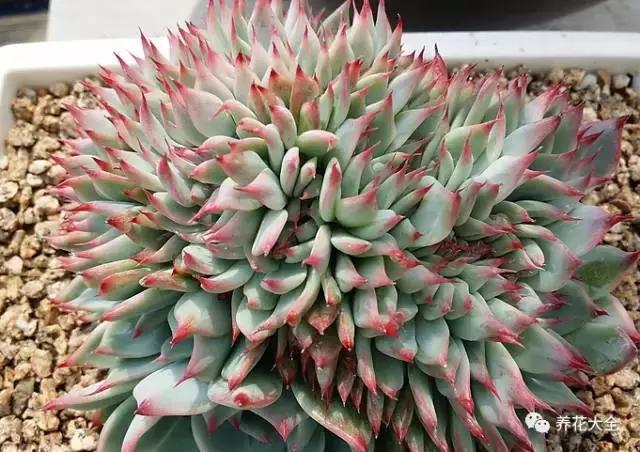 10多万一盆的多肉有吗 (他凭一个浇水口诀养了2000盆多肉)