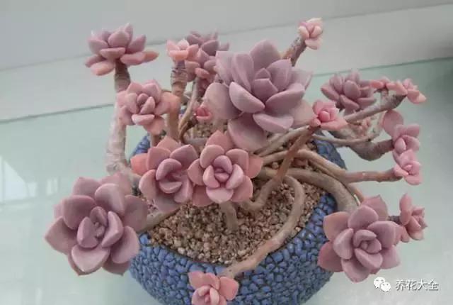 10多万一盆的多肉有吗 (他凭一个浇水口诀养了2000盆多肉)