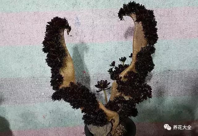 10多万一盆的多肉有吗 (他凭一个浇水口诀养了2000盆多肉)