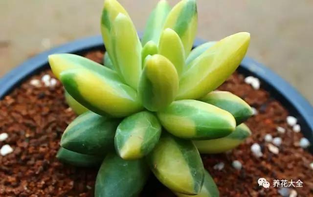 10多万一盆的多肉有吗 (他凭一个浇水口诀养了2000盆多肉)