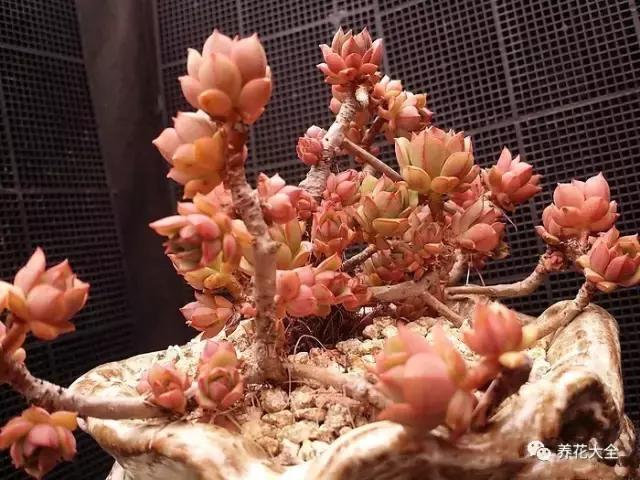 10多万一盆的多肉有吗 (他凭一个浇水口诀养了2000盆多肉)