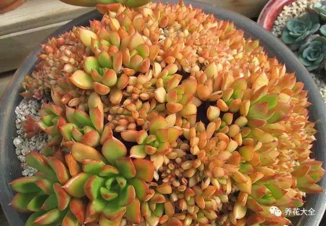 10多万一盆的多肉有吗 (他凭一个浇水口诀养了2000盆多肉)