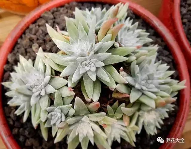 10多万一盆的多肉有吗 (他凭一个浇水口诀养了2000盆多肉)