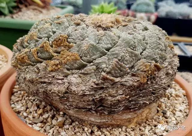 10多万一盆的多肉有吗 (他凭一个浇水口诀养了2000盆多肉)
