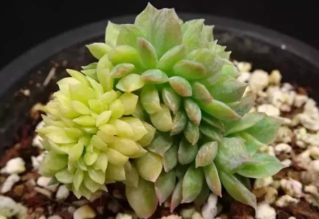 10多万一盆的多肉有吗 (他凭一个浇水口诀养了2000盆多肉)