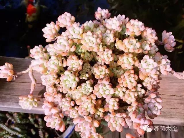 10多万一盆的多肉有吗 (他凭一个浇水口诀养了2000盆多肉)