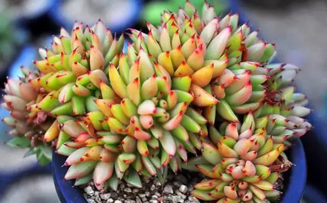 10多万一盆的多肉有吗 (他凭一个浇水口诀养了2000盆多肉)