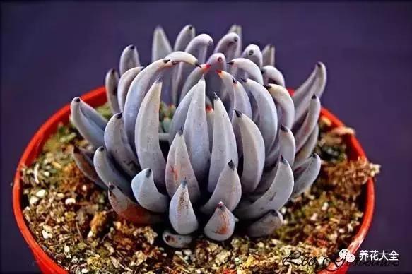 10多万一盆的多肉有吗 (他凭一个浇水口诀养了2000盆多肉)