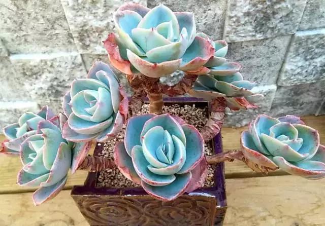 10多万一盆的多肉有吗 (他凭一个浇水口诀养了2000盆多肉)