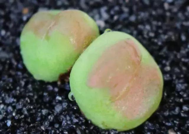 10多万一盆的多肉有吗 (他凭一个浇水口诀养了2000盆多肉)