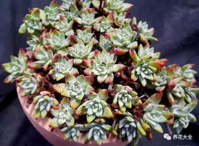 10多万一盆的多肉有吗 (他凭一个浇水口诀养了2000盆多肉)