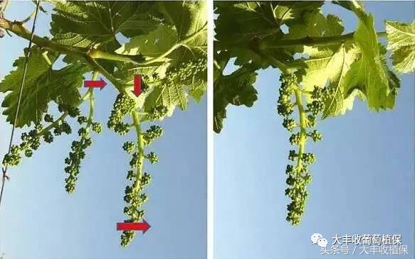 葡萄得了水罐子病怎么办,葡萄得了水罐子病