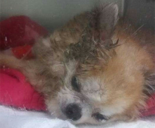 母狗怀孕胎死腹中,母狗怀孕被抛弃