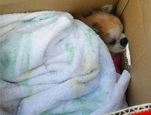 母狗怀孕胎死腹中,母狗怀孕被抛弃