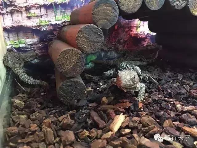 藏穴是什么意思,藏穴