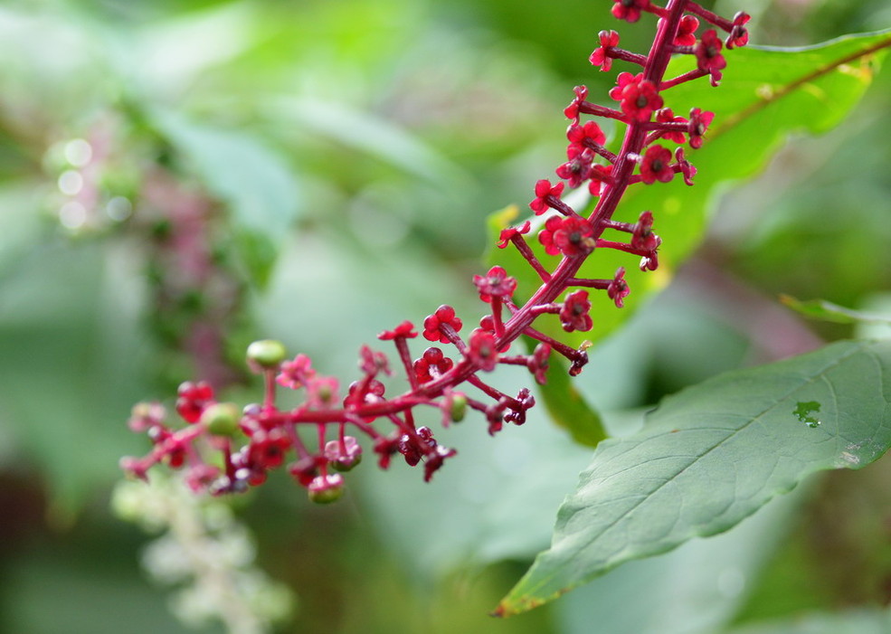 葡萄一样的水果李子,葡萄一样的猕猴桃