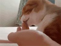 喵星人的动作好搞笑,为什么喵星人都喜欢这个动作