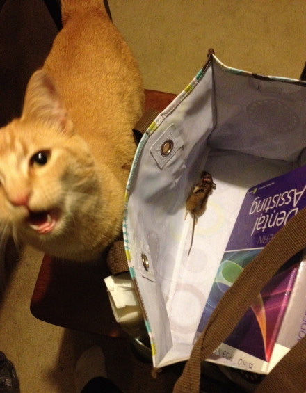 喵星人的动作好搞笑,为什么喵星人都喜欢这个动作