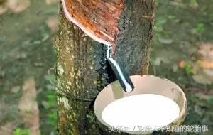 中国橡胶第一村,中国第一家乳胶厂