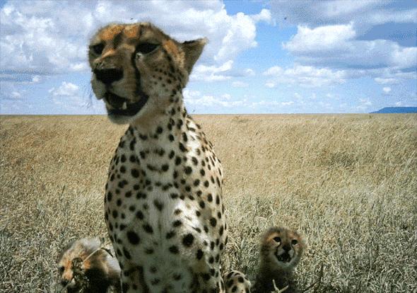 摩洛哥旅游深度攻略图,摩洛哥卡萨布兰卡有什么好玩