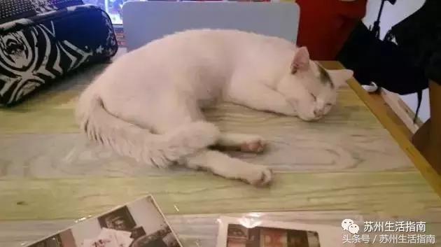 撸猫撸狗好去处苏州,苏州可以撸猫的园