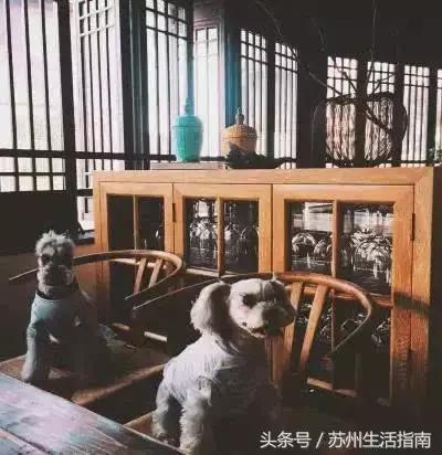 撸猫撸狗好去处苏州,苏州可以撸猫的园