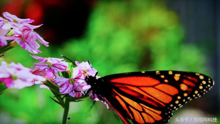 1099的小米到底值不值,3299买的小米可靠吗