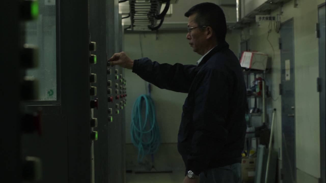 捕杀流浪猫狗的国家,大量捕杀流浪猫犯法吗