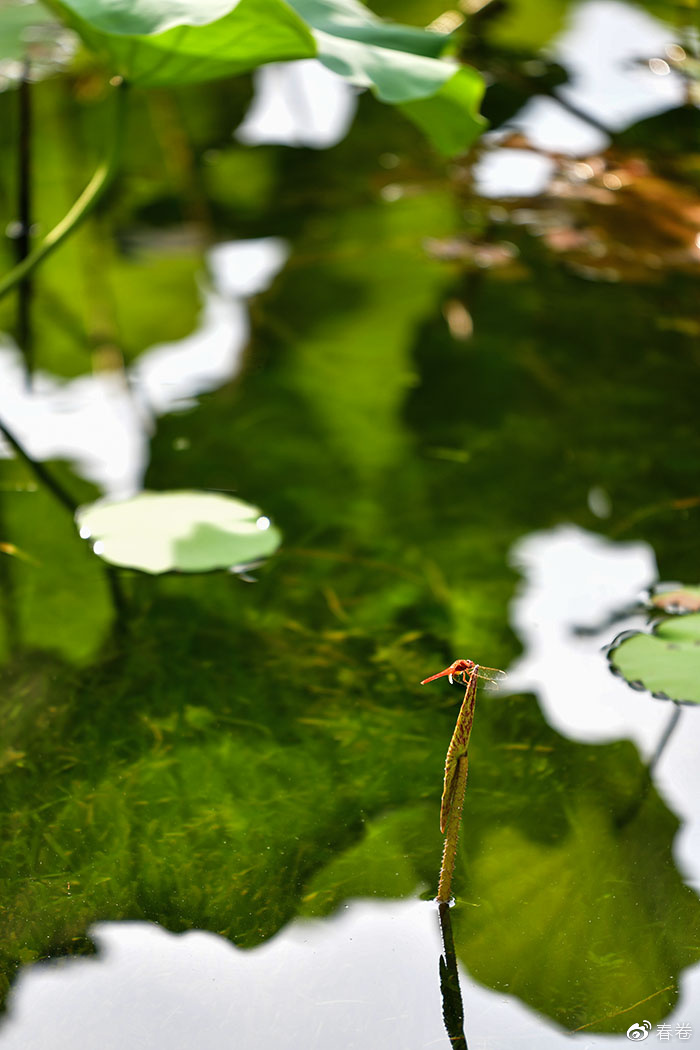 尼康和腾龙合作的镜头,尼康腾龙长变焦镜头比较