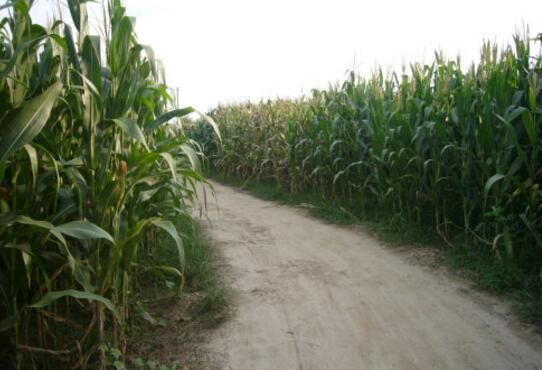 治愈烦恼的最佳方法,根除烦恼的秘诀是谁写的