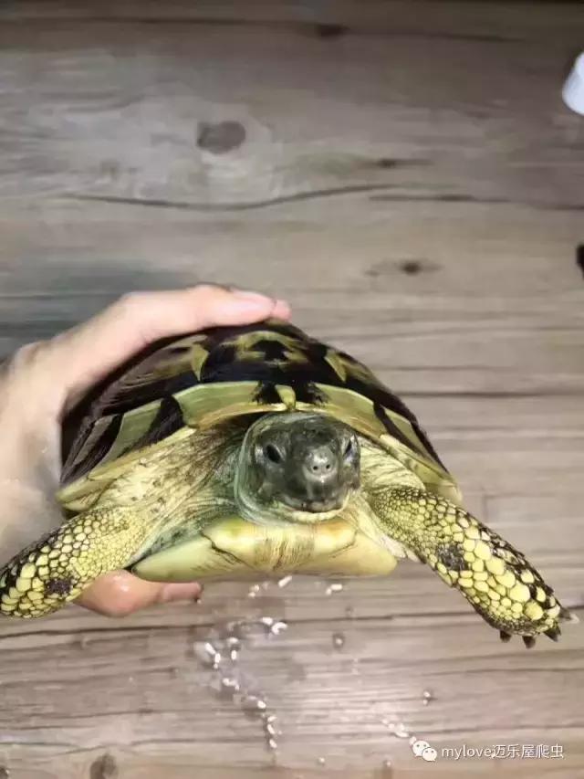 赫曼怎么繁殖,赫曼什么时候繁殖