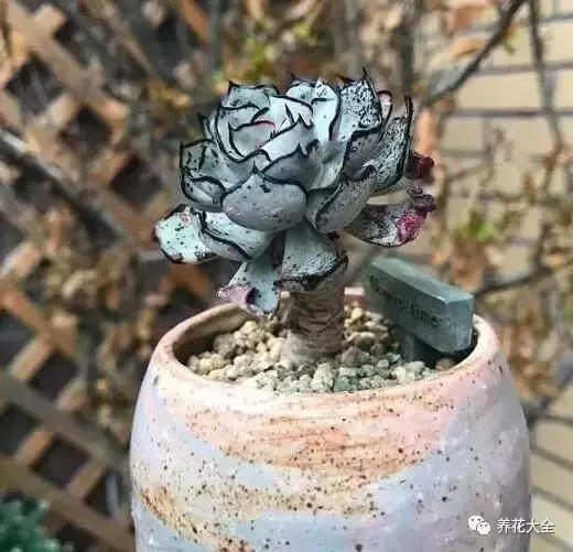 10多万一盆的多肉有吗 (他凭一个浇水口诀养了2000盆多肉)