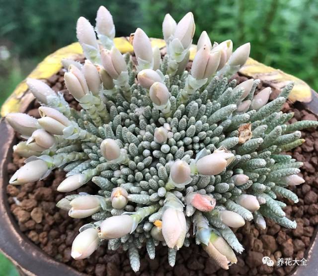 10多万一盆的多肉有吗 (他凭一个浇水口诀养了2000盆多肉)