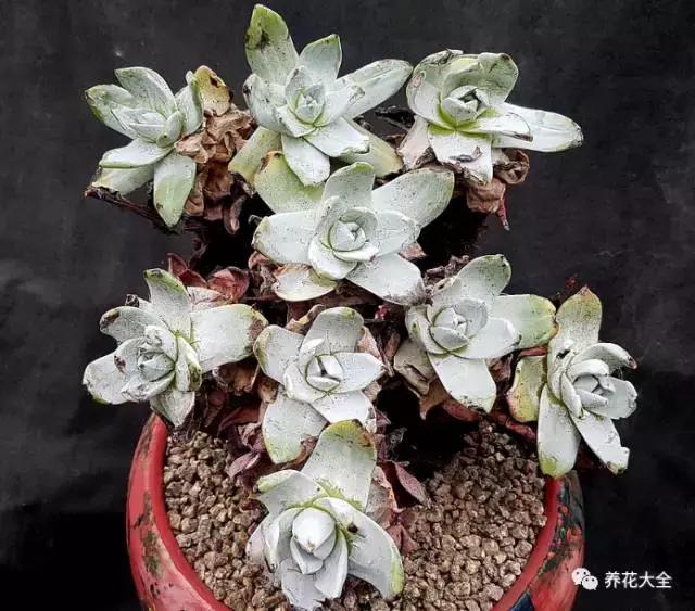 10多万一盆的多肉有吗 (他凭一个浇水口诀养了2000盆多肉)