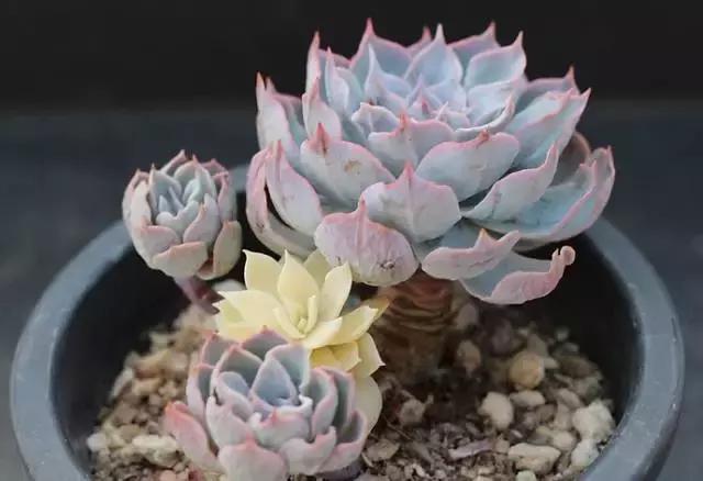 10多万一盆的多肉有吗 (他凭一个浇水口诀养了2000盆多肉)