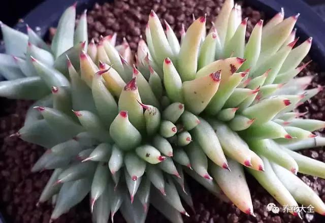 10多万一盆的多肉有吗 (他凭一个浇水口诀养了2000盆多肉)