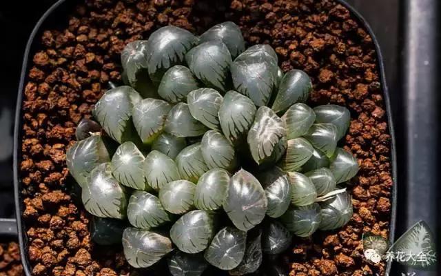 10多万一盆的多肉有吗 (他凭一个浇水口诀养了2000盆多肉)