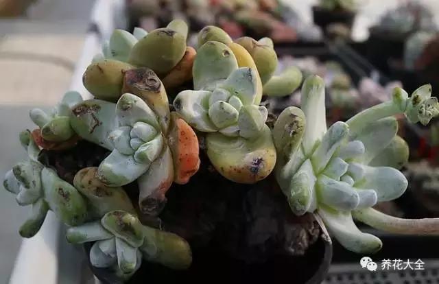 10多万一盆的多肉有吗 (他凭一个浇水口诀养了2000盆多肉)