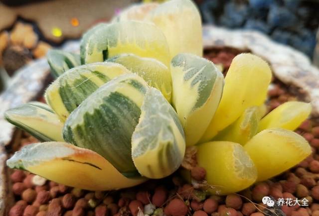 10多万一盆的多肉有吗 (他凭一个浇水口诀养了2000盆多肉)