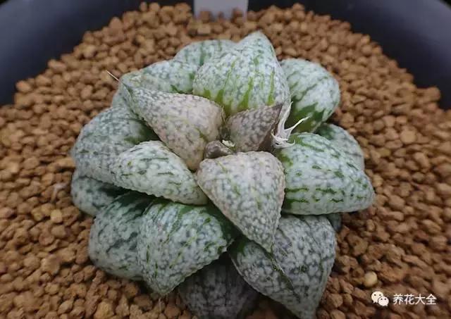 10多万一盆的多肉有吗 (他凭一个浇水口诀养了2000盆多肉)